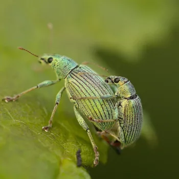 Polydrusus thalassinus (Glanzrüssler)