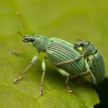 Polydrusus thalassinus (Glanzrüssler) - Kroatien