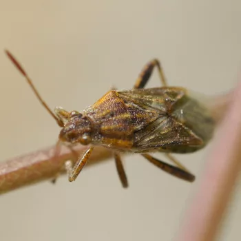 Stictopleurus pictus (Porenwanze)