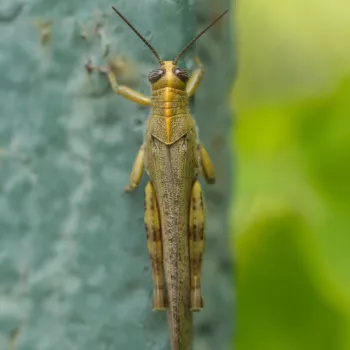 Anacridium aegyptium (Ägyptische Wander­heuschrecke) - Kreta, Kroatien