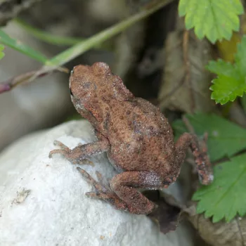 Bufo bufo (Erdkröte)