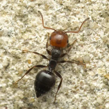 Crematogaster scutellaris (Knotenameise) - Mallorca, Kroatien