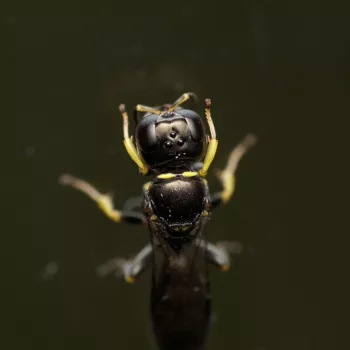 Weibchen am Haus in Urberach, Rödermark (22.07.2024) Crossocerus podagricus (Schlankwespe)