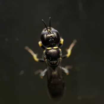 Weibchen am Haus in Urberach, Rödermark (22.07.2024) Crossocerus podagricus (Schlankwespe)