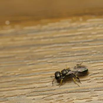Weibchen am Haus in Urberach, Rödermark (22.07.2024) Crossocerus podagricus (Schlankwespe)