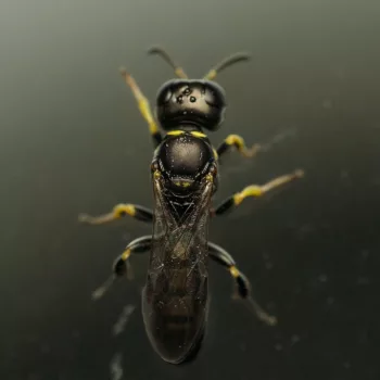 Weibchen am Haus in Urberach, Rödermark (22.07.2024) Crossocerus podagricus (Schlankwespe)
