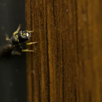 Weibchen am Haus in Urberach, Rödermark (22.07.2024) Crossocerus podagricus (Schlankwespe)
