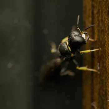 Weibchen am Haus in Urberach, Rödermark (22.07.2024) Crossocerus podagricus (Schlankwespe)