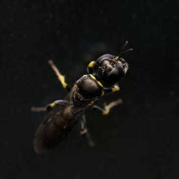 Weibchen am Haus in Urberach, Rödermark (22.07.2024) Crossocerus podagricus (Schlankwespe)