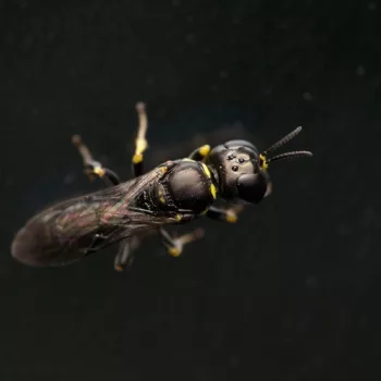 Weibchen am Haus in Urberach, Rödermark (22.07.2024) Crossocerus podagricus (Schlankwespe)