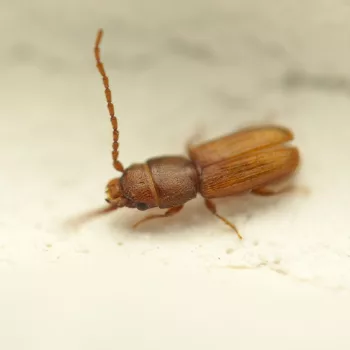 Männchen am Haus in Urberach, Rödermark (25.07.2024) Cryptolestes cf. pusillus (Kleiner Leistenkopfplattkäfer)