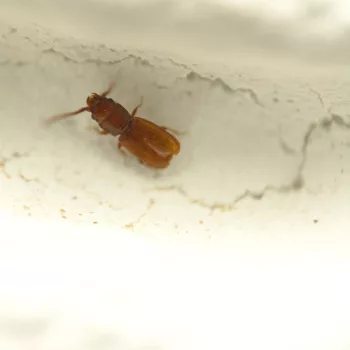 Männchen am Haus in Urberach, Rödermark (25.07.2024) Cryptolestes cf. pusillus (Kleiner Leistenkopfplattkäfer)