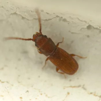 Männchen am Haus in Urberach, Rödermark (25.07.2024) Cryptolestes cf. pusillus (Kleiner Leistenkopfplattkäfer)