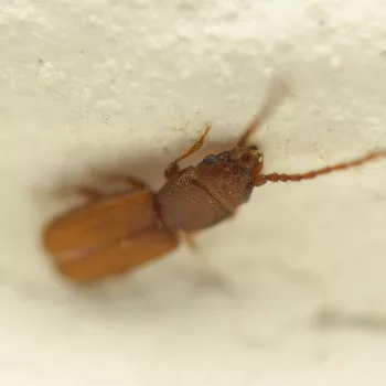 Männchen am Haus in Urberach, Rödermark (25.07.2024) Cryptolestes cf. pusillus (Kleiner Leistenkopfplattkäfer)