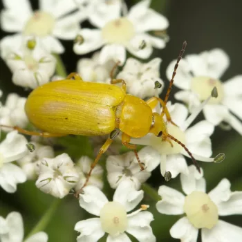 Cteniopus sulphureus (Schwefelkäfer)