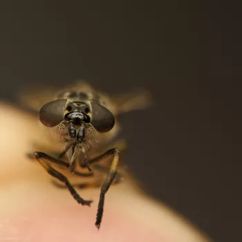 Totfund eines Weibchens in Voorschoten, Niederlande (03.08.2024) Haematopota sp. (Bremse)