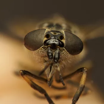Totfund eines Weibchens in Voorschoten, Niederlande (03.08.2024) Haematopota sp. (Bremse)