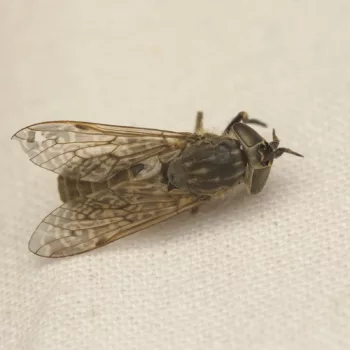Totfund eines Weibchens in Voorschoten, Niederlande (03.08.2024) Haematopota sp. (Bremse)