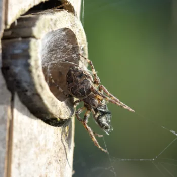 Weibchen in Voorschoten, Niederlande (05.08.2024) Larinioides sclopetarius (Brückenkreuzspinne)