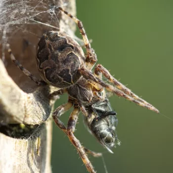 Weibchen in Voorschoten, Niederlande (05.08.2024) Larinioides sclopetarius (Brückenkreuzspinne)