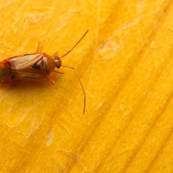 Totfund am Haus in Urberach, Rödermark (31.08.2024) Megacoelum infusum (Große Eichenweichwanze)