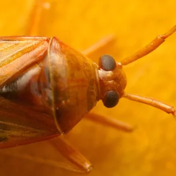 Totfund am Haus in Urberach, Rödermark (31.08.2024) Megacoelum infusum (Große Eichenweichwanze)