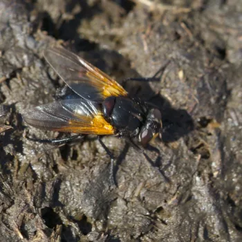 Mesembrina meridiana (Rinderfliege)