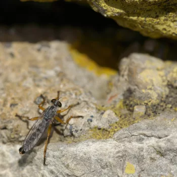 Neomochtherus schineri (Raubfliege)