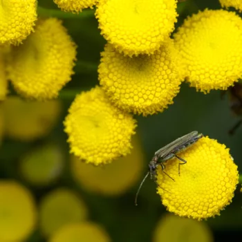 am Waldrand bei Urberach, Rödermark (17.07.2024) Oedemera cf. lurida (Grünlicher Scheinbockkäfer)