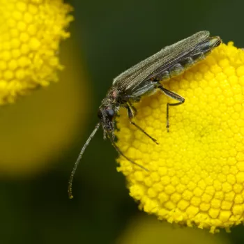 am Waldrand bei Urberach, Rödermark (17.07.2024) Oedemera cf. lurida (Grünlicher Scheinbockkäfer)