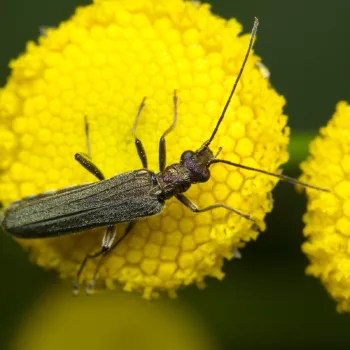 am Waldrand bei Urberach, Rödermark (17.07.2024) Oedemera cf. lurida (Grünlicher Scheinbockkäfer)