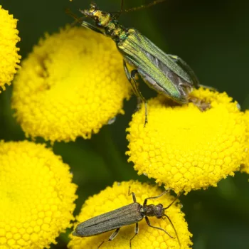mit Oedemera nobilis (Grüner Scheinbockkäfer) am Waldrand bei Urberach, Rödermark (17.07.2024) Oedemera cf. lurida (Grünlicher Scheinbockkäfer)