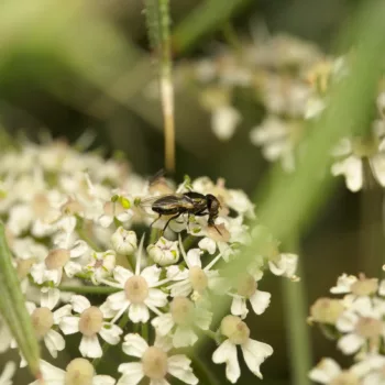 Männchen am Waldrand bei Urberach, Rödermark (17.07.2024) Physiphora alceae (Schmuckfliege)