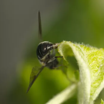 Weibchen bei der Eiablage im Garten in Urberach, Rödermark (11.05.2024) Pipiza cf. lugubris (Schwebfliege)