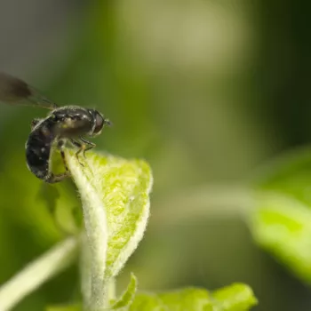 Weibchen bei der Eiablage im Garten in Urberach, Rödermark (11.05.2024) Pipiza cf. lugubris (Schwebfliege)