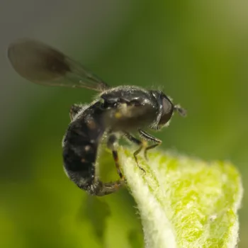 Weibchen bei der Eiablage im Garten in Urberach, Rödermark (11.05.2024) Pipiza cf. lugubris (Schwebfliege)