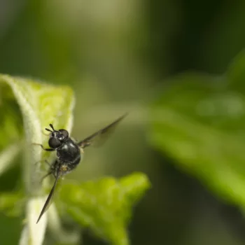 Weibchen bei der Eiablage im Garten in Urberach, Rödermark (11.05.2024) Pipiza cf. lugubris (Schwebfliege)