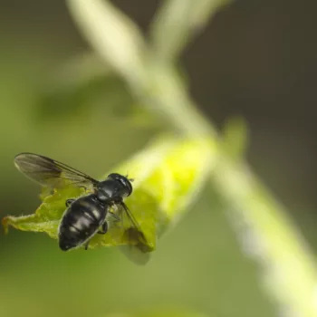 Weibchen bei der Eiablage im Garten in Urberach, Rödermark (11.05.2024) Pipiza cf. lugubris (Schwebfliege)