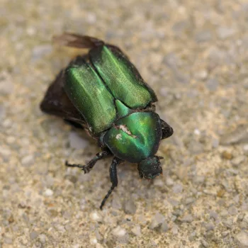 Protaetia angustata (Rosenkäfer) - Kroatien