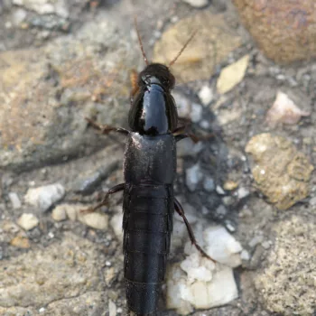 bei Elzach im Schwarzwald (22.09.2024) Quedius alpestris/spurius (Kurzflügler)