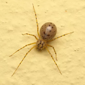 Weibchen am Haus in Urberach, Rödermark (22.07.2024) Scytodes thoracica (Gewöhnliche Speispinne)