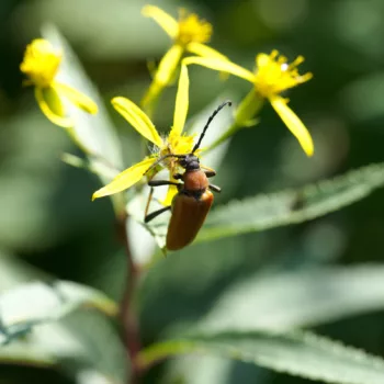 Weibchen auf dem Blomberg, Bad Tölz (29.08.2024) Stictoleptura rubra (Rothalsbock)