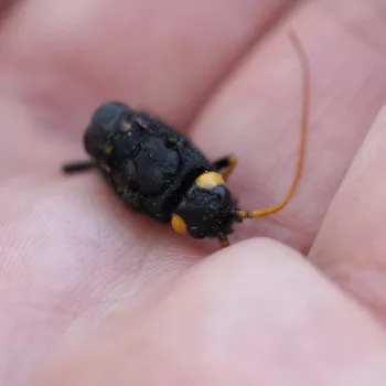 Totfund auf dem Blomberg, Bad Tölz (29.08.2024) Urocerus gigas (Riesenholzwespe)