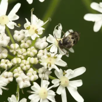am Waldrand bei Urberach, Rödermark (17.07.2024) Variimorda villosa (Gebänderter Stachelkäfer)