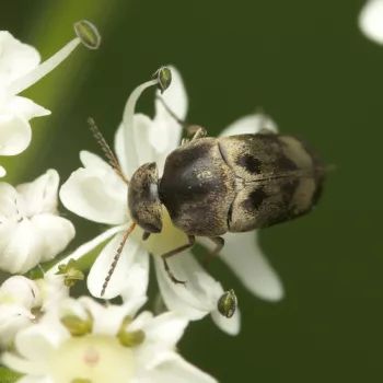 am Waldrand bei Urberach, Rödermark (17.07.2024) Variimorda villosa (Gebänderter Stachelkäfer)