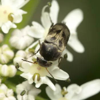 am Waldrand bei Urberach, Rödermark (17.07.2024) Variimorda villosa (Gebänderter Stachelkäfer)