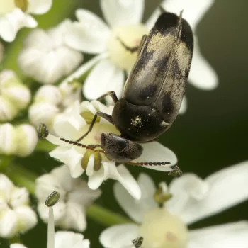 am Waldrand bei Urberach, Rödermark (17.07.2024) Variimorda villosa (Gebänderter Stachelkäfer)