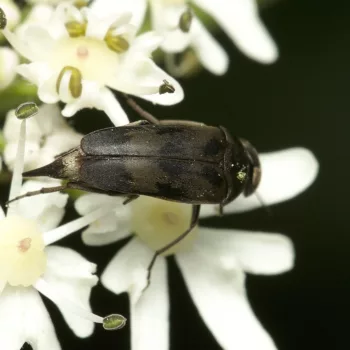 am Waldrand bei Urberach, Rödermark (17.07.2024) Variimorda villosa (Gebänderter Stachelkäfer)