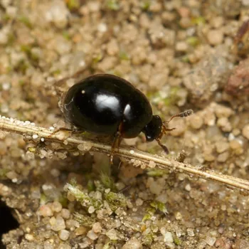 an einem Feldweg in Urberach, Rödermark (08.07.2024) Anisotoma cf. glabra (Schwammkugelspinner)