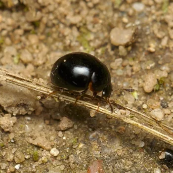 an einem Feldweg in Urberach, Rödermark (08.07.2024) Anisotoma cf. glabra (Schwammkugelspinner)